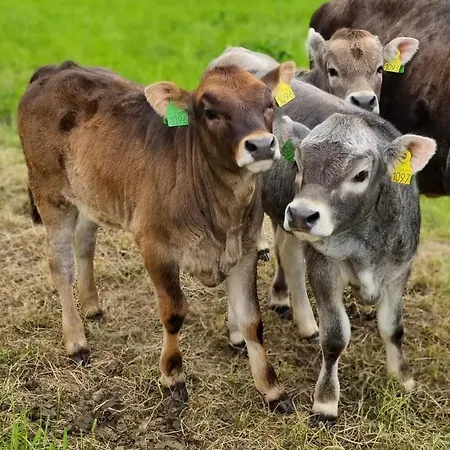 Front Appartments In Design Eco-villa شقة